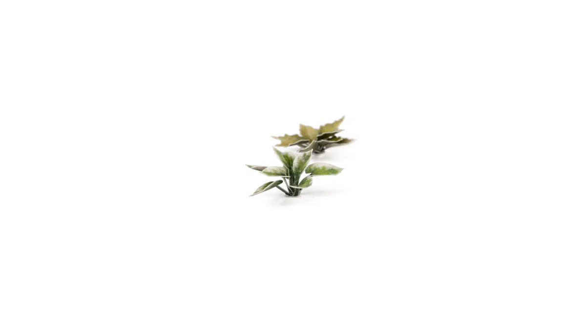 GGLP-PL Laser Plants - Plantain Lily