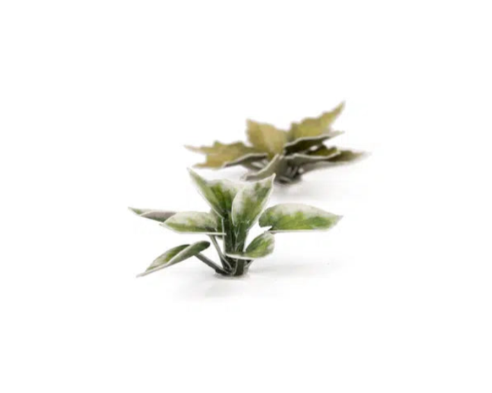 GGLP-PL Laser Plants - Plantain Lily
