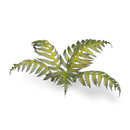 GamersGrass - Bracken