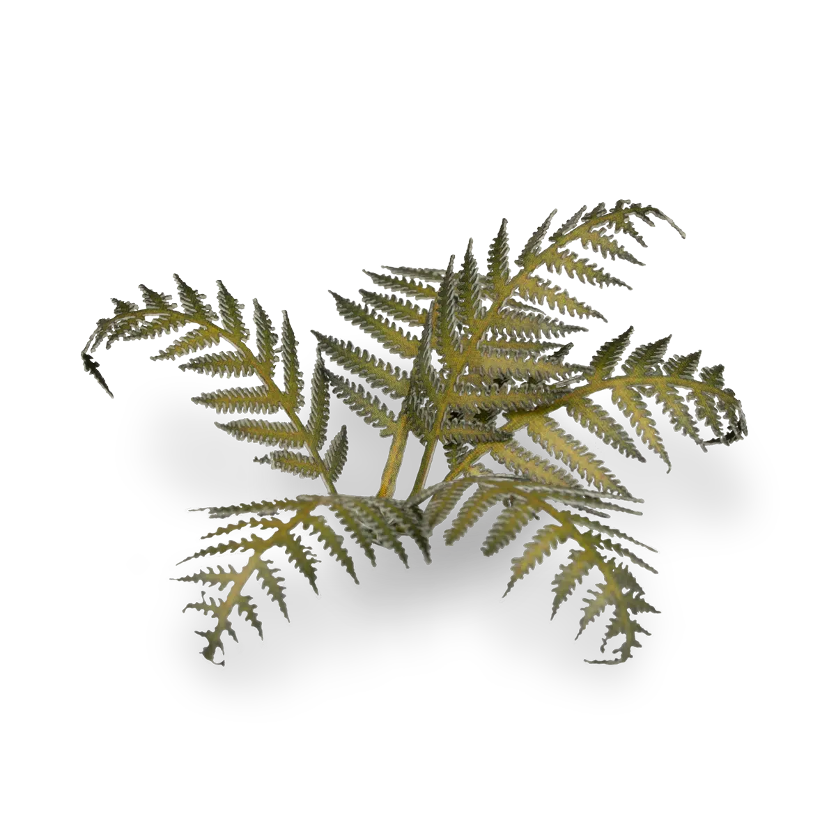 GamersGrass - Bracken