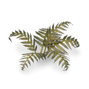 GamersGrass - Bracken