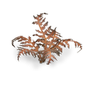 GamersGrass - Dry Bracken GGLP-DB