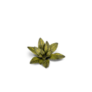 GamersGrass - Dumb Cane GGLP-DC