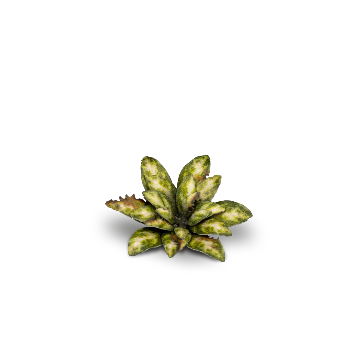 GamersGrass - Dumb Cane GGLP-DC