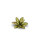 GamersGrass - Dumb Cane GGLP-DC