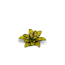 GamersGrass - Dumb Cane GGLP-DC