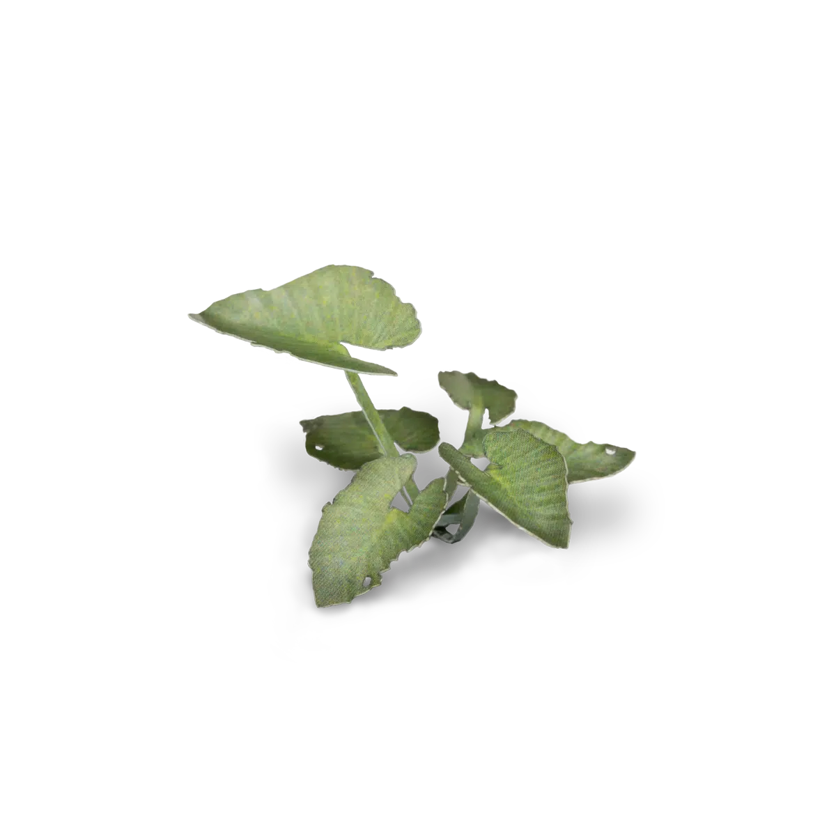GamersGrass - Elephant Ear GGLP-EE