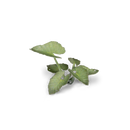 GamersGrass - Elephant Ear GGLP-EE