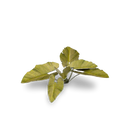 GamersGrass - Elephant Ear GGLP-EE