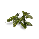 GamersGrass - Elephant Ear GGLP-EE