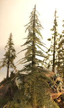 Hojas de conífera preservadas