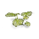 GamersGrass- Monstera