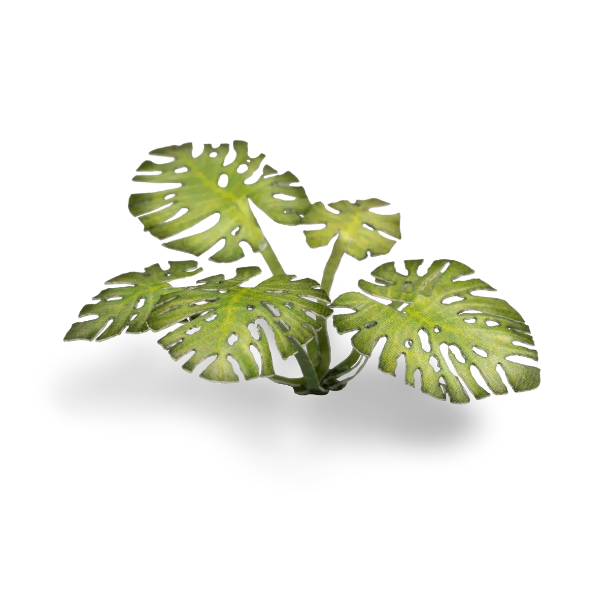GamersGrass- Monstera