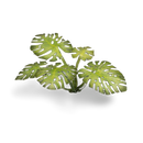 GamersGrass- Monstera