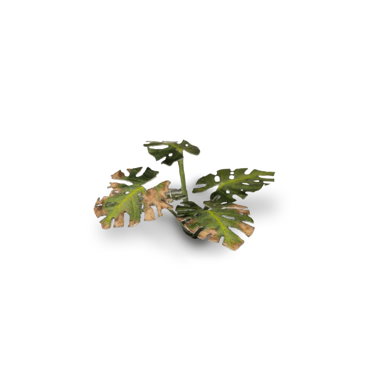 GamersGrass: GGLP-MT Laser Plants - Monstera