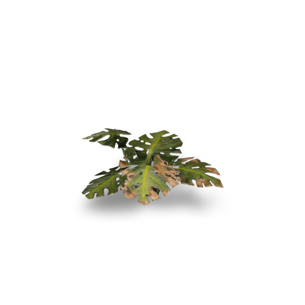 GamersGrass- Monstera
