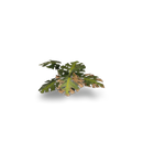 GamersGrass- Monstera